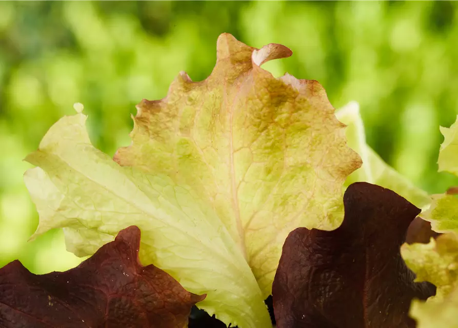 Lactuca sativa var. crispa