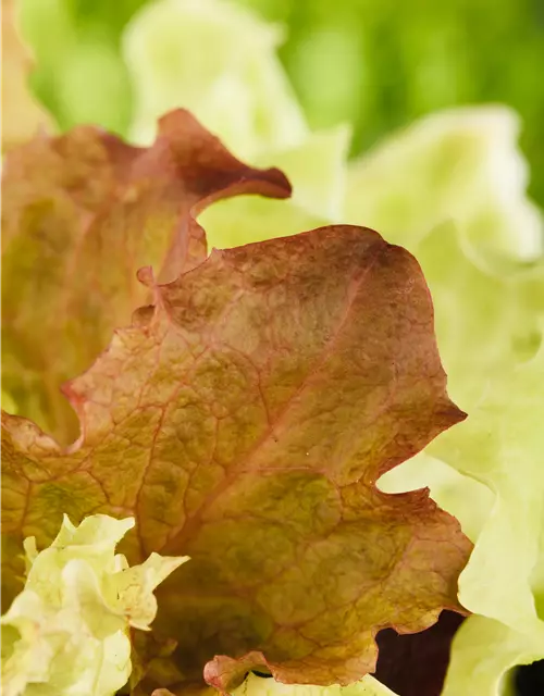 Lactuca sativa var. crispa