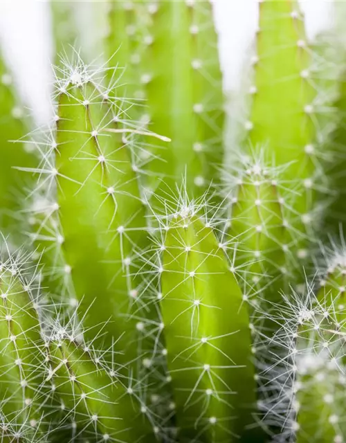 Hylocereus undatus - Macho Milano