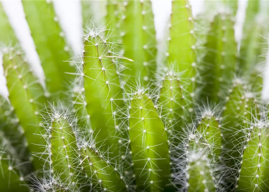 Hylocereus undatus - Macho Milano