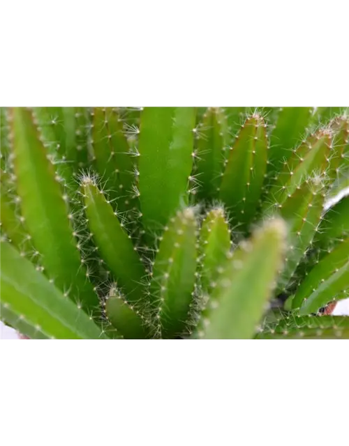 Hylocereus undatus - Macho Milano