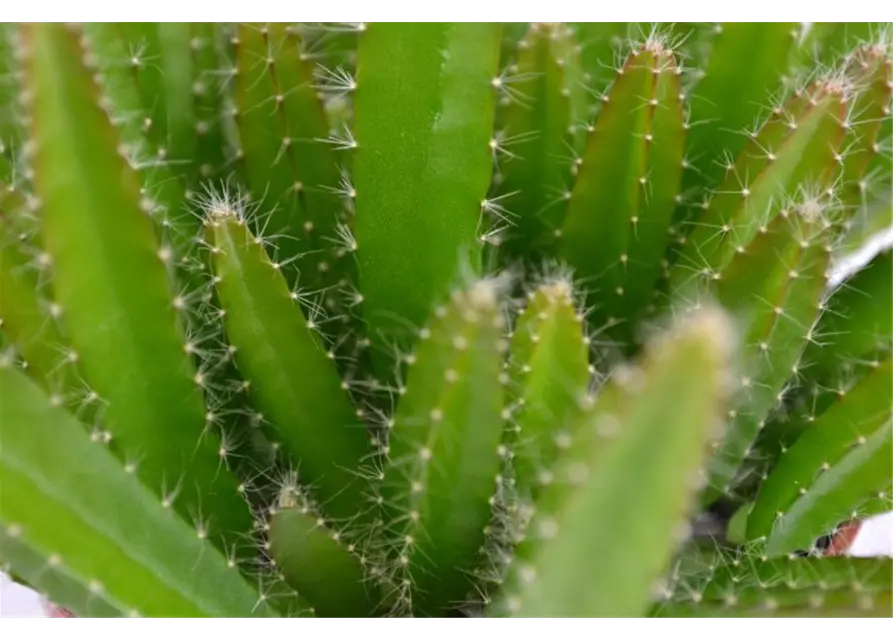 Hylocereus undatus - Macho Milano