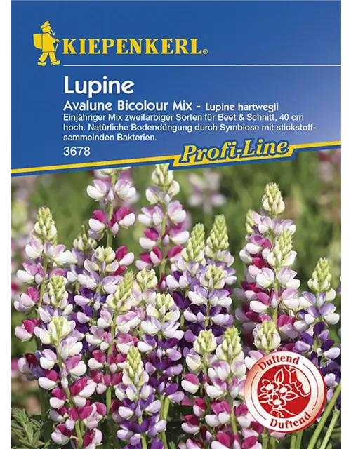 Lupine Avalune Bicolour Mix