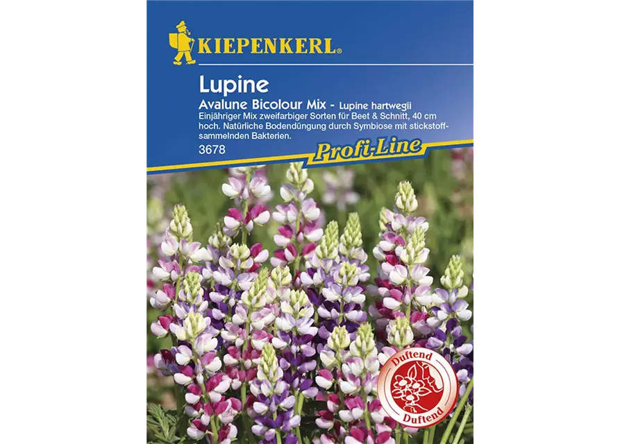 Lupine Avalune Bicolour Mix