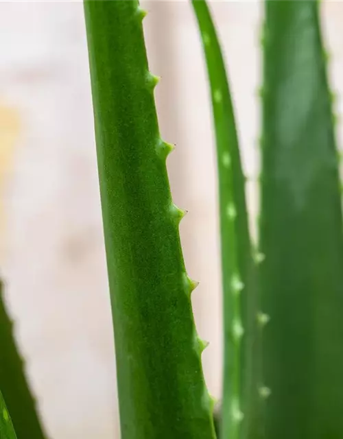 Aloe vera