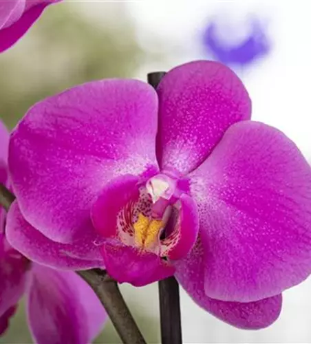 Orchidee 1-rispig 