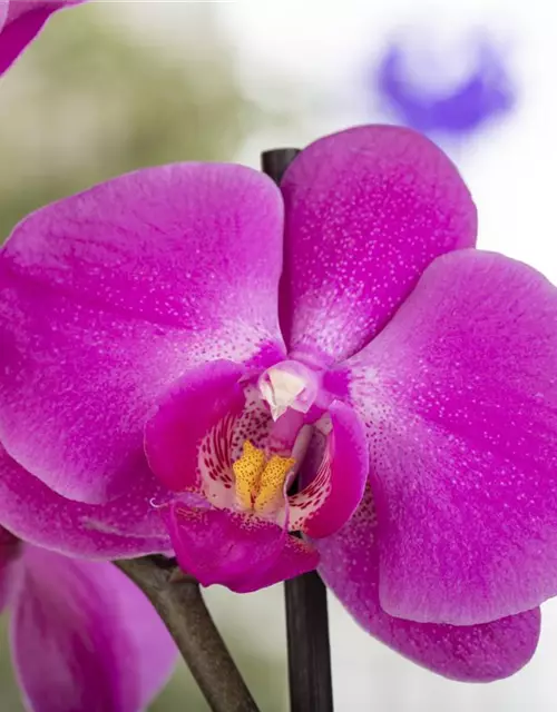 Orchidee 1-rispig 