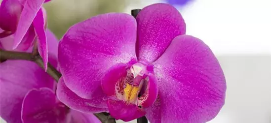 Orchidee 1-rispig 