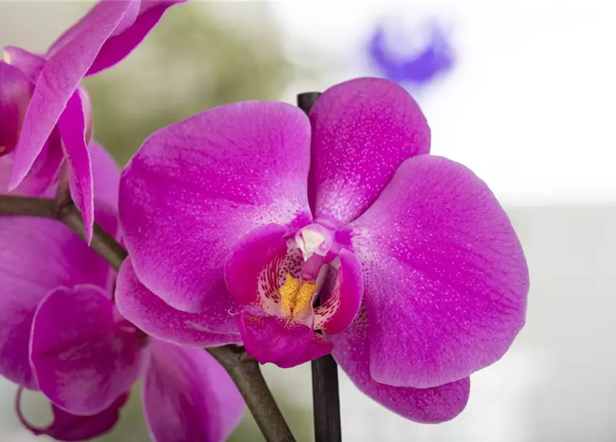 Orchidee 1-rispig 