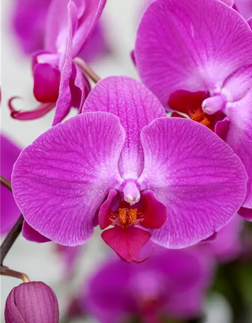 Orchidee 1-rispig 