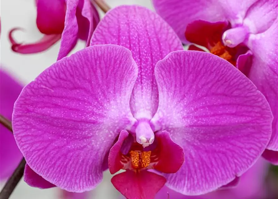 Orchidee 1-rispig 