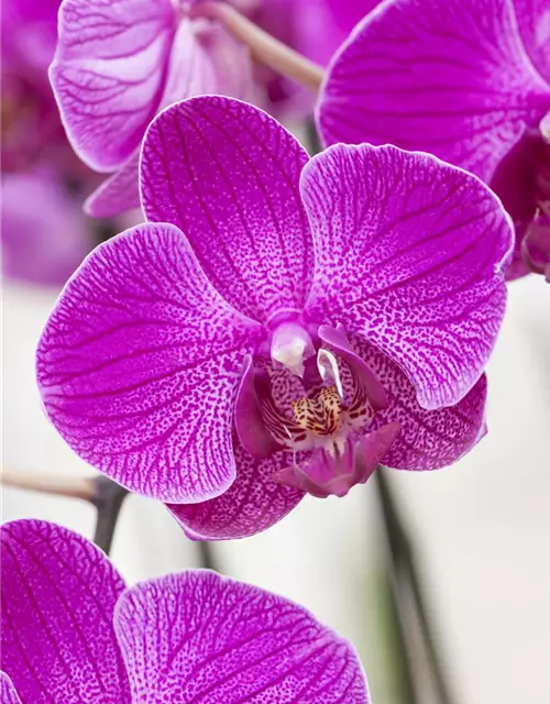 Orchidee 1-rispig 