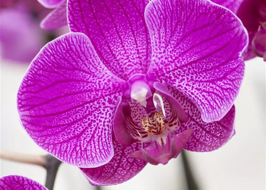 Orchidee 1-rispig 