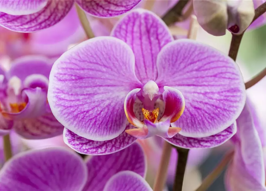 Orchidee 1-rispig 