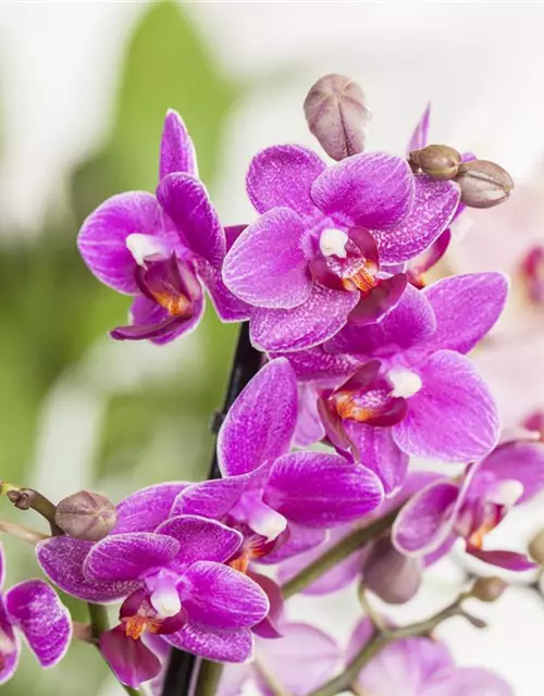 Orchidee 1-rispig 