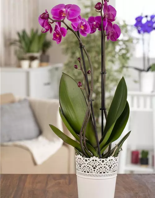 Orchidee 1-rispig 