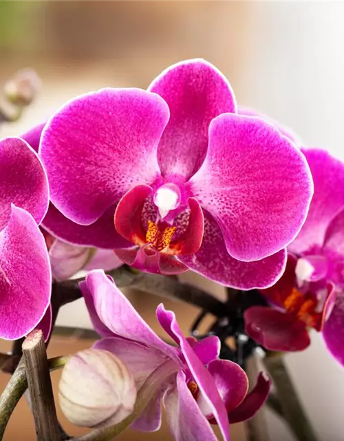 Orchidee 1-rispig 