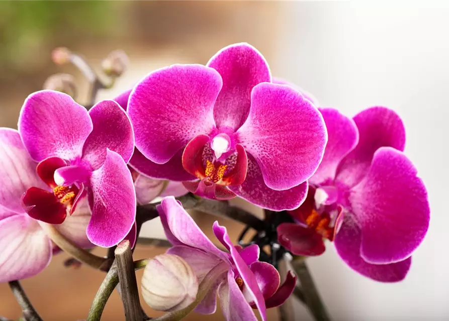 Orchidee 1-rispig 