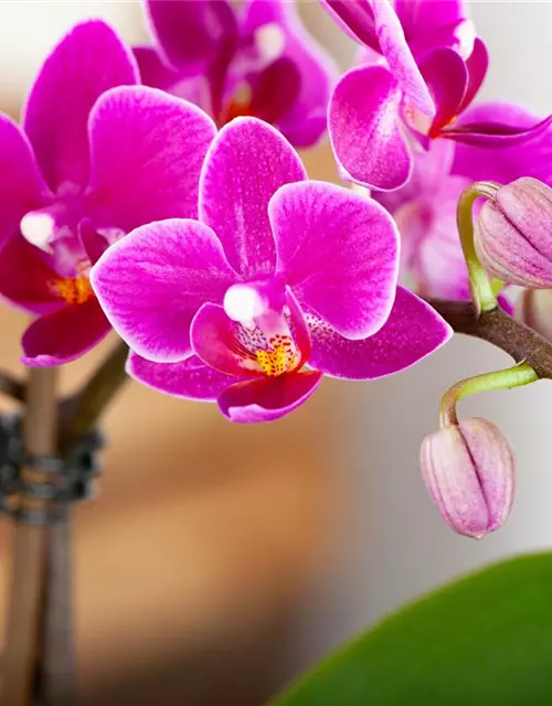 Orchidee 1-rispig 