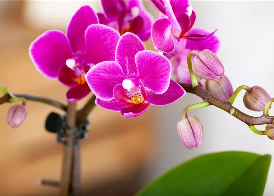 Orchidee 1-rispig 