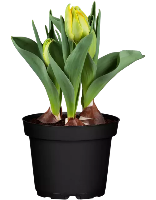 Topftulpen