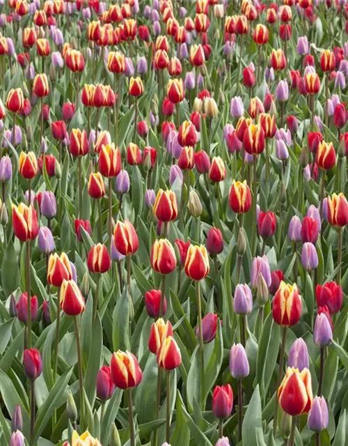 Topftulpen