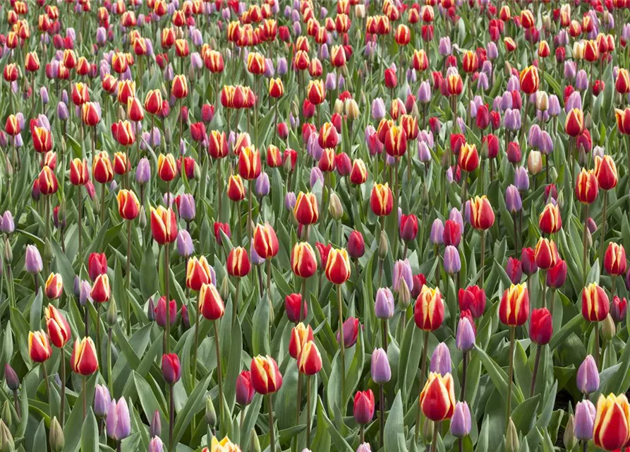 Topftulpen