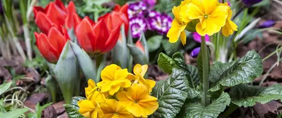 Frühling auf dem Balkon: Frühblüher pflanzen im Herbst