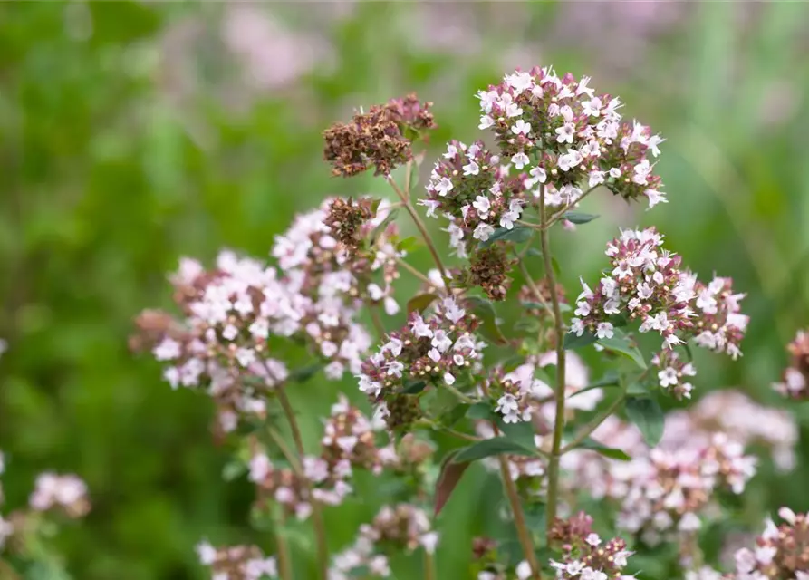 Origanum majorana