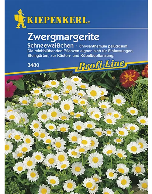 Chrysanthemum Paludosum