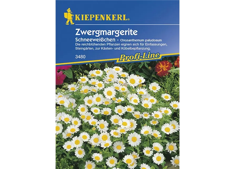 Chrysanthemum Paludosum