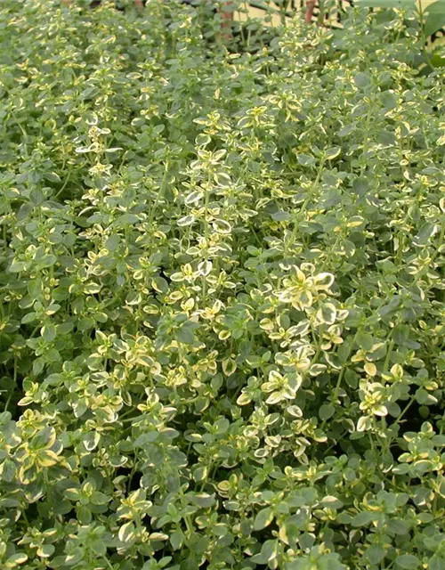 Thymus x citriodorus 'Aureus'