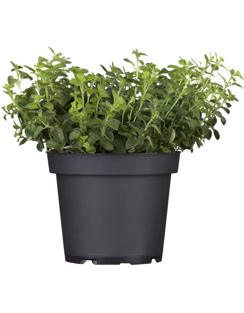 Oregano