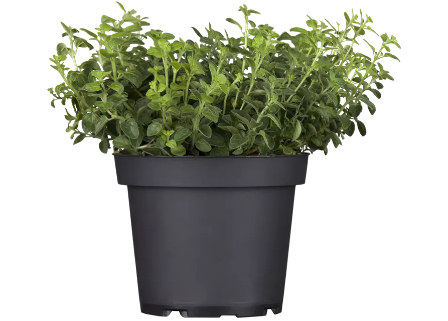 Oregano