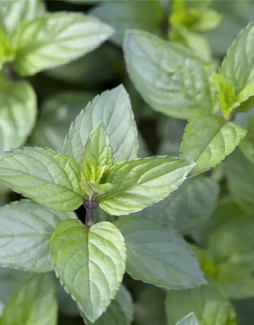 Mentha x piperita 'Chocolate'