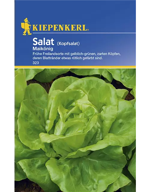 Kopfsalat Maikönig