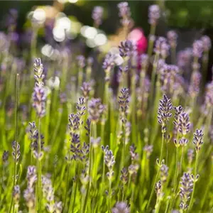 Wie einst in den Klöstern – der Heilgarten zu Hause 