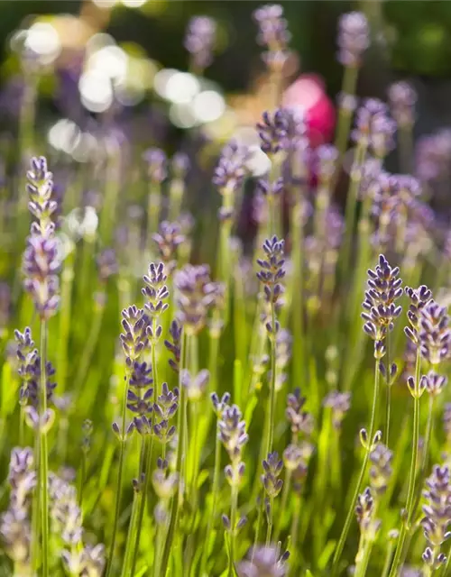 Lavandula angustifolia