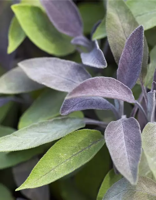 Salvia officinalis 'Purpurea'