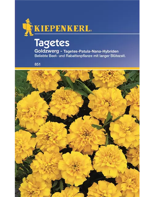 Kiepenkerl Tagetes Goldzwerg