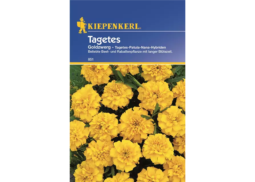 Kiepenkerl Tagetes Goldzwerg