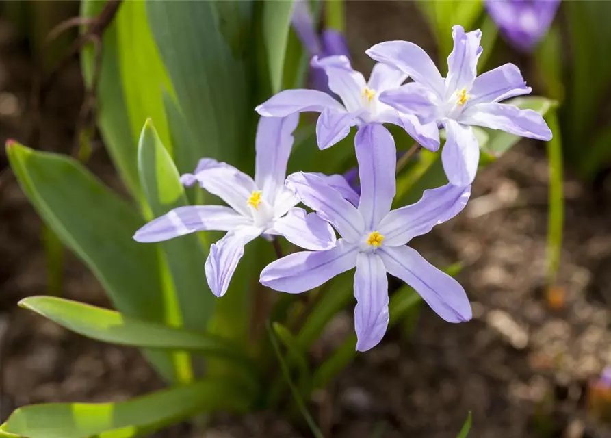 Kaukasischer Blaustern, Topf-Ø 10 cm