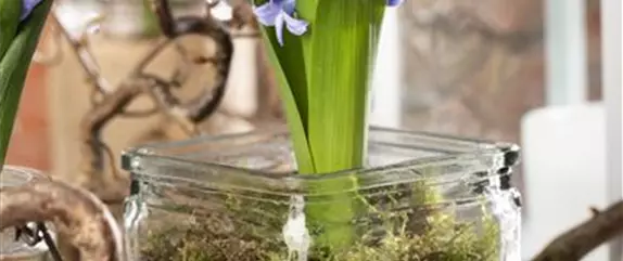 Frühling im Haus – mit Blumenzwiebeln dekorieren