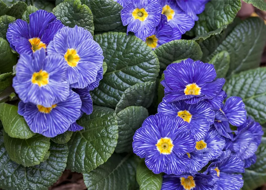 Primula vulgaris