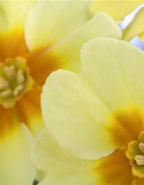 Primula vulgaris