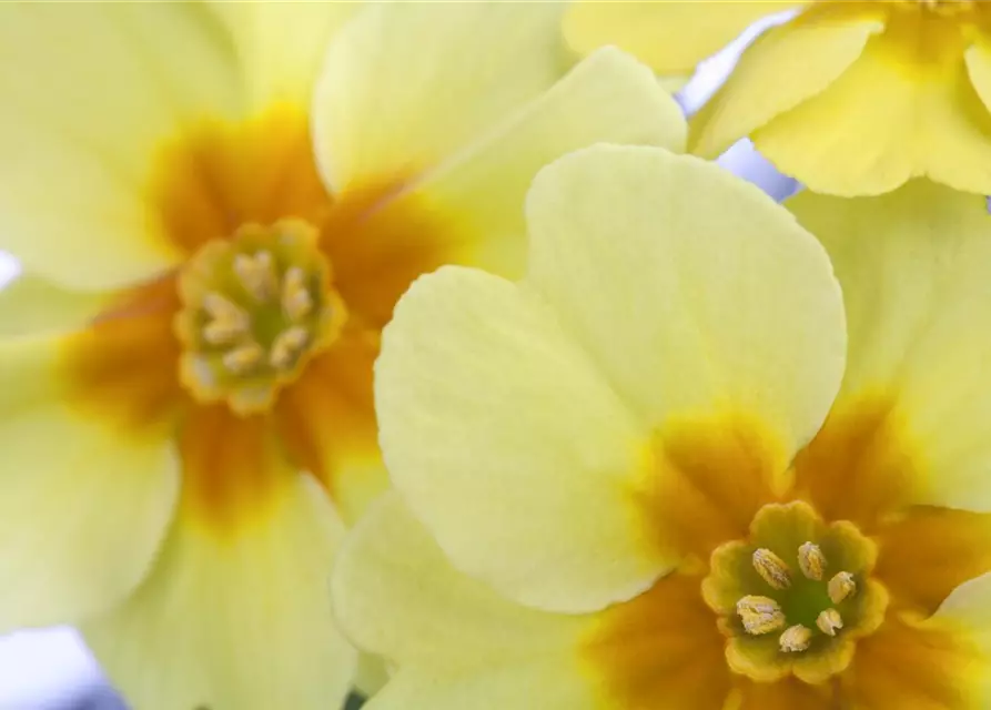 Primula vulgaris