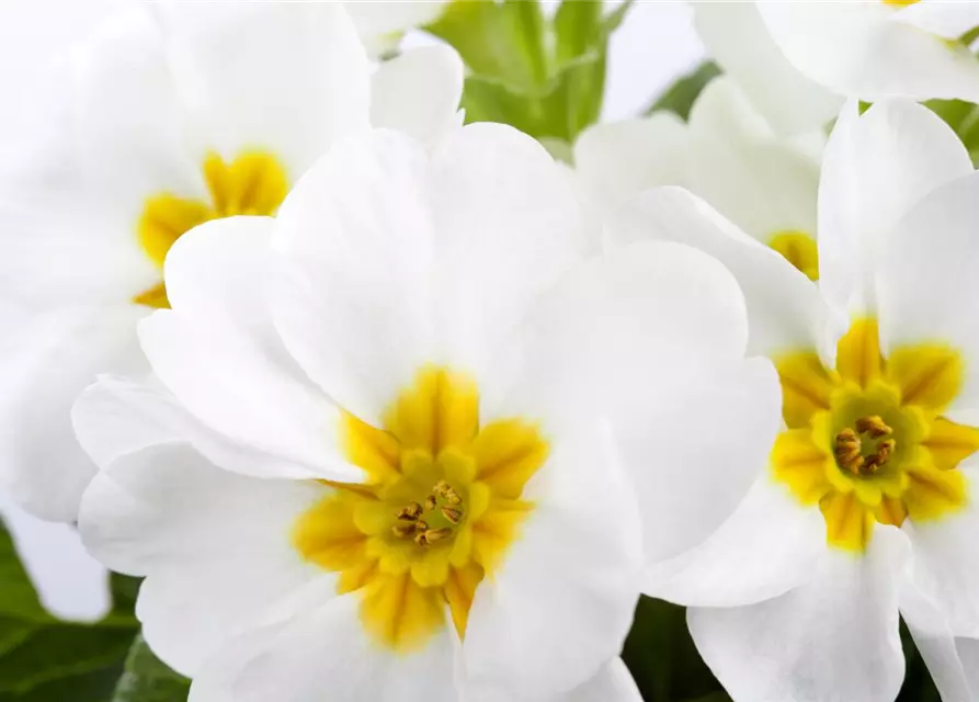 Primula vulgaris