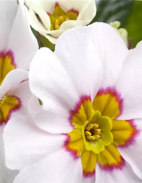 Primula vulgaris