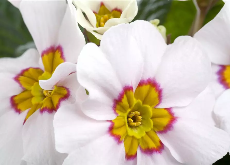 Primula vulgaris