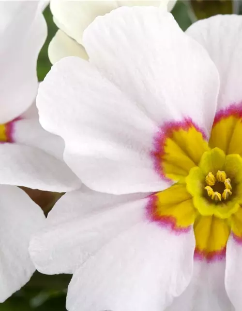 Primula vulgaris